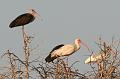 All ages of White Ibis